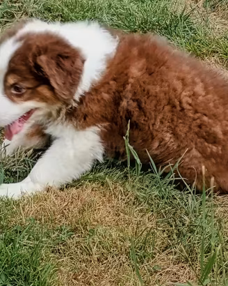 Cucciolo Australian shephred