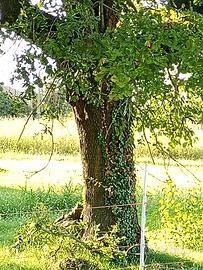 Alberi ad alto fusto