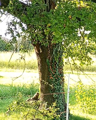 Alberi ad alto fusto