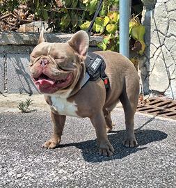 Stallone bulldog francese esotico