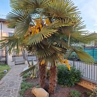 Palme n.2  (vedi in foto) da estirpare .