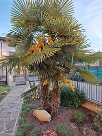 Palme n.2  (vedi in foto) da estirpare .