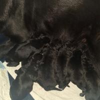 Pastore tedesco australiano