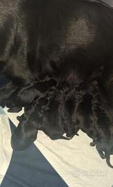 Pastore tedesco australiano