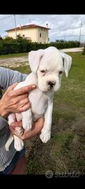 Cucciola di boxer