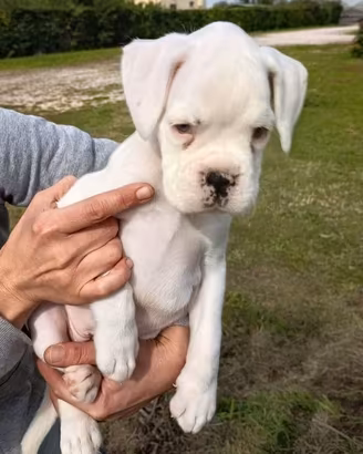 Cucciola di boxer