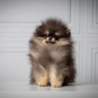 Spitz Pomerania B&T