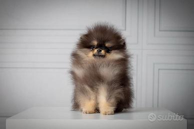 Spitz Pomerania B&T