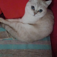 Gatto British pelo lungo