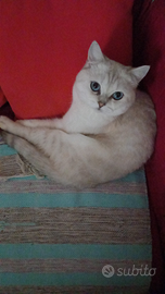 Gatto British pelo lungo