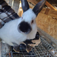 Coniglio california in purezza