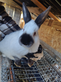 Coniglio california in purezza