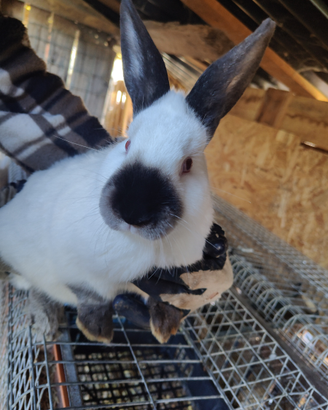 Coniglio california in purezza