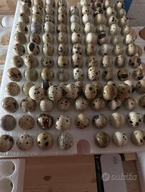 Disponibilità di uova