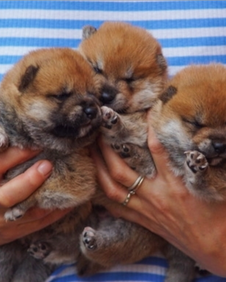 Cuccioli Shiba Inu con pedigree