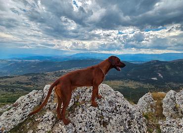 Rhodesian Ridgeback