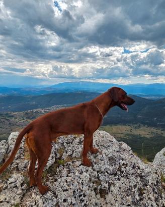 Rhodesian Ridgeback