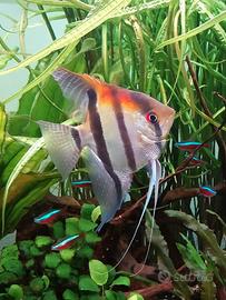 Scalare Manacapuru Red Back