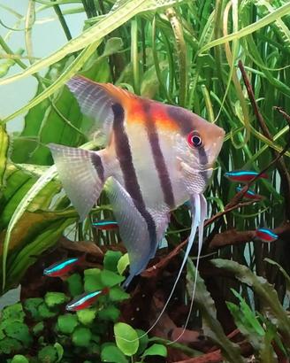 Scalare Manacapuru Red Back