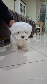 Cuccioli maltesi