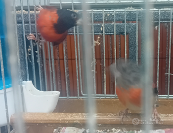 Coppia di cardinalini