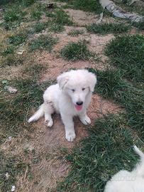Pastore maremmano abruzzese