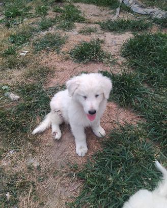 Pastore maremmano abruzzese