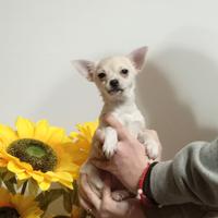 Chihuahua piccola