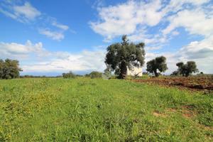 CASA DI CORTE A OSTUNI