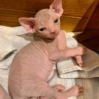 Cucciolo Canadian Sphynx