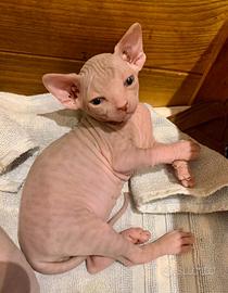 Cucciolo Canadian Sphynx