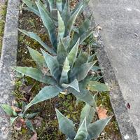 Piante di agave verde