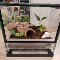 Teca per rettili Nuova!!!