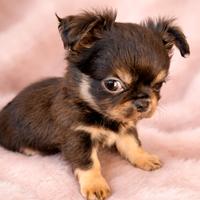 Chihuahua maschietti piccoli dolcissimi belli