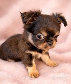 Chihuahua maschietti piccoli dolcissimi belli