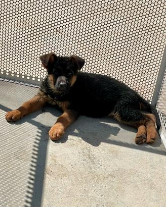 Pastore tedesco cuccioli 55 giorni