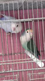 Coppia inseparabili