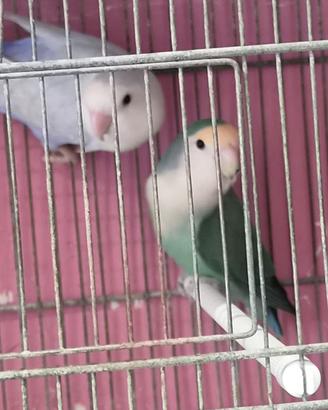 Coppia inseparabili