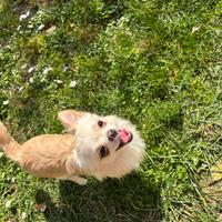 IL NIDO DI PRISCILLA Cuccioli di Chihuahua