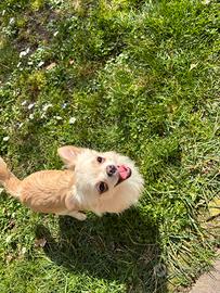 IL NIDO DI PRISCILLA Cuccioli di Chihuahua