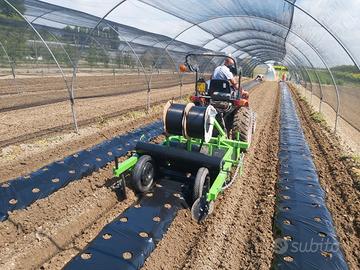 Baulatrice pacciamatrice 