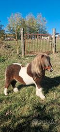 Pony