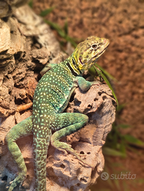 Lucertola dal collare