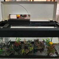 Acquario da 60 Litri