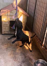 American staffordshire terrier