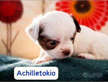 Cuccioli di chihuahua
