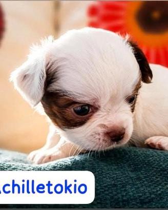 Cuccioli di chihuahua