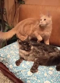 Maine Coon Boys Pedigree