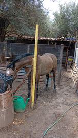 Cavallo