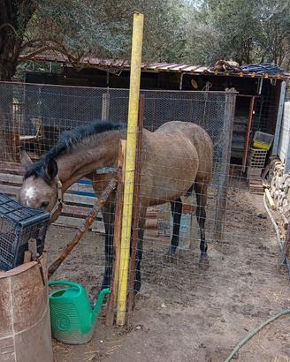 Cavallo